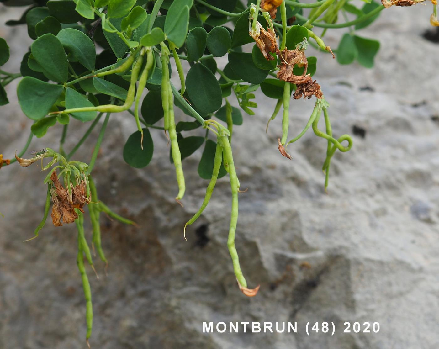 Scorpion-vetch, Shrubby fruit